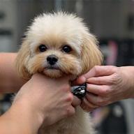 犬と猫のトリミング施術